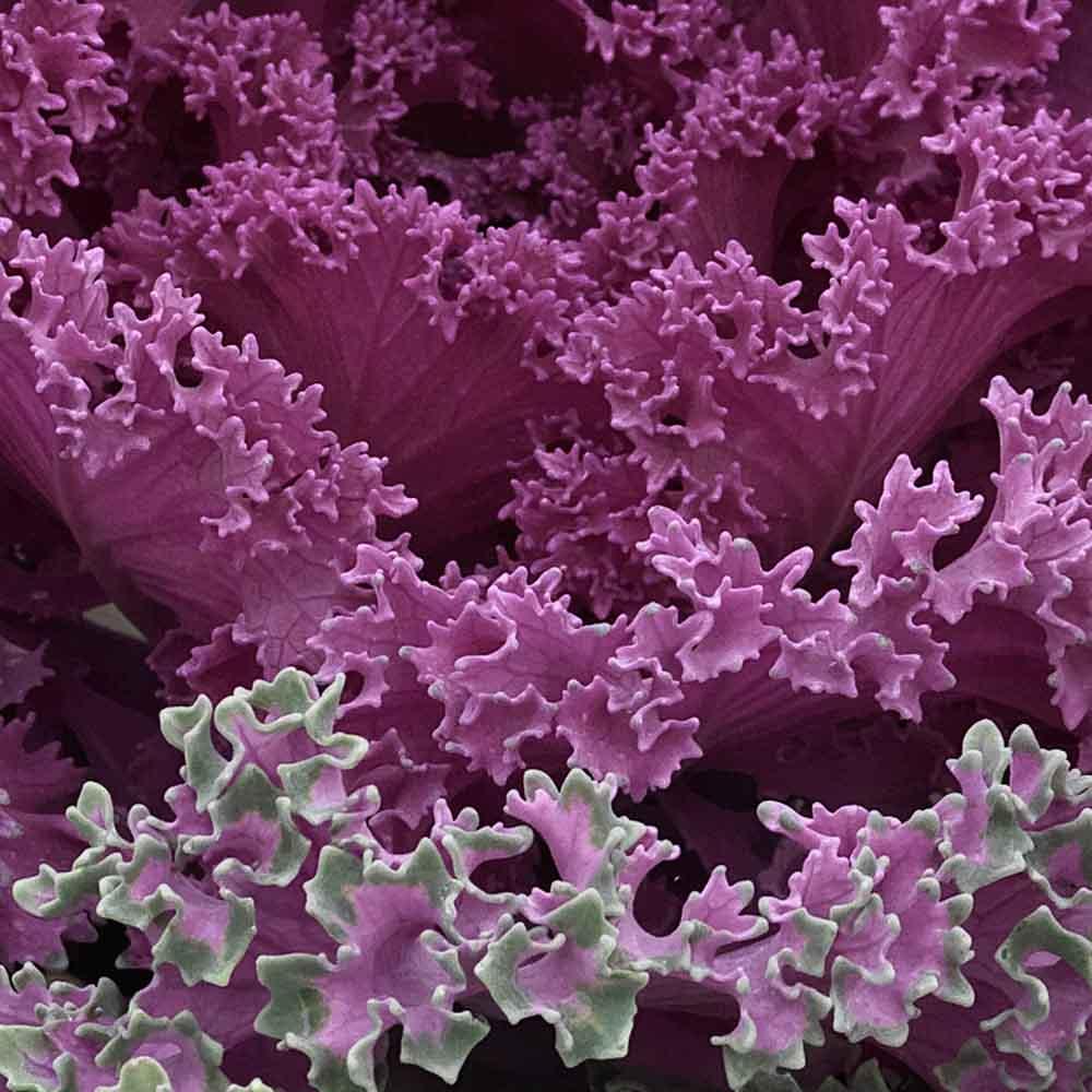 Kale Nagoya Red - View 5 from www redcrocus com