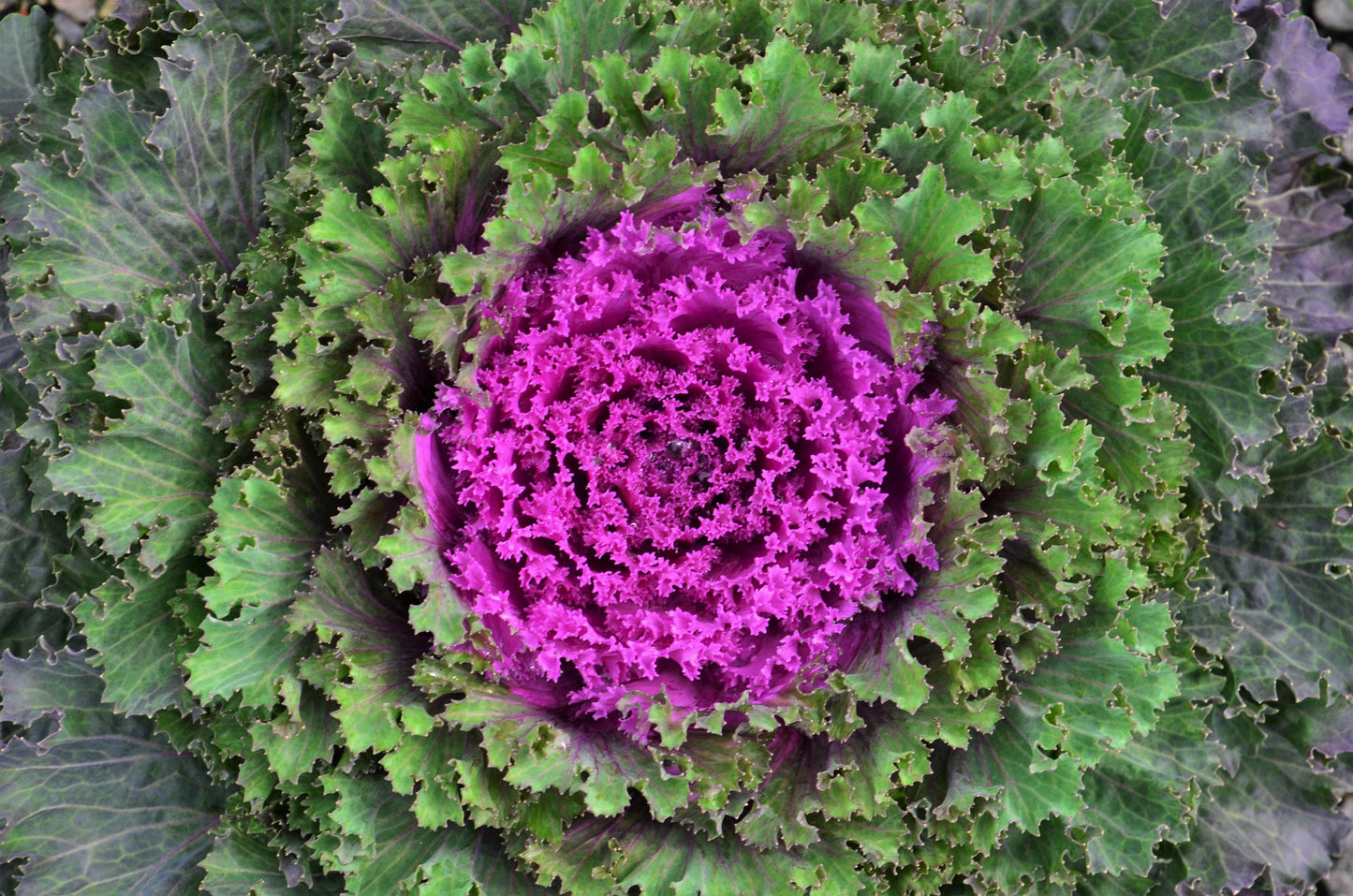Kale Nagoya Red - View 7 from www redcrocus com