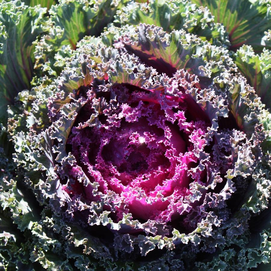Kale Nagoya Red - View 8 from www redcrocus com