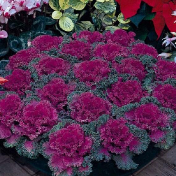 Kale Nagoya Red - View 9 from www redcrocus com