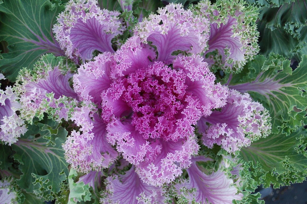 Kale Nagoya Rose - View 11 from www redcrocus com