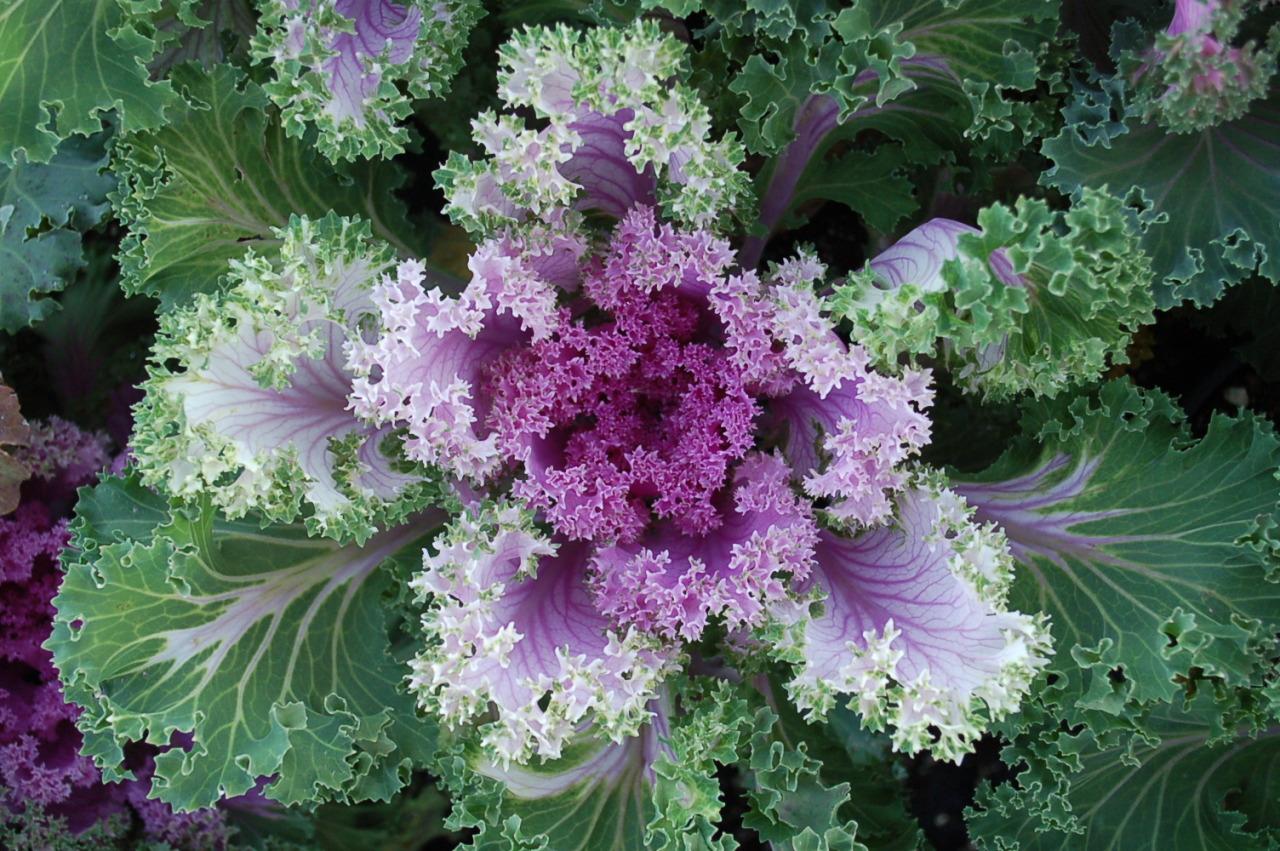 Kale Nagoya Rose - View 15 from www redcrocus com