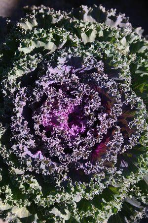 Kale Nagoya Rose - View 17 from www redcrocus com