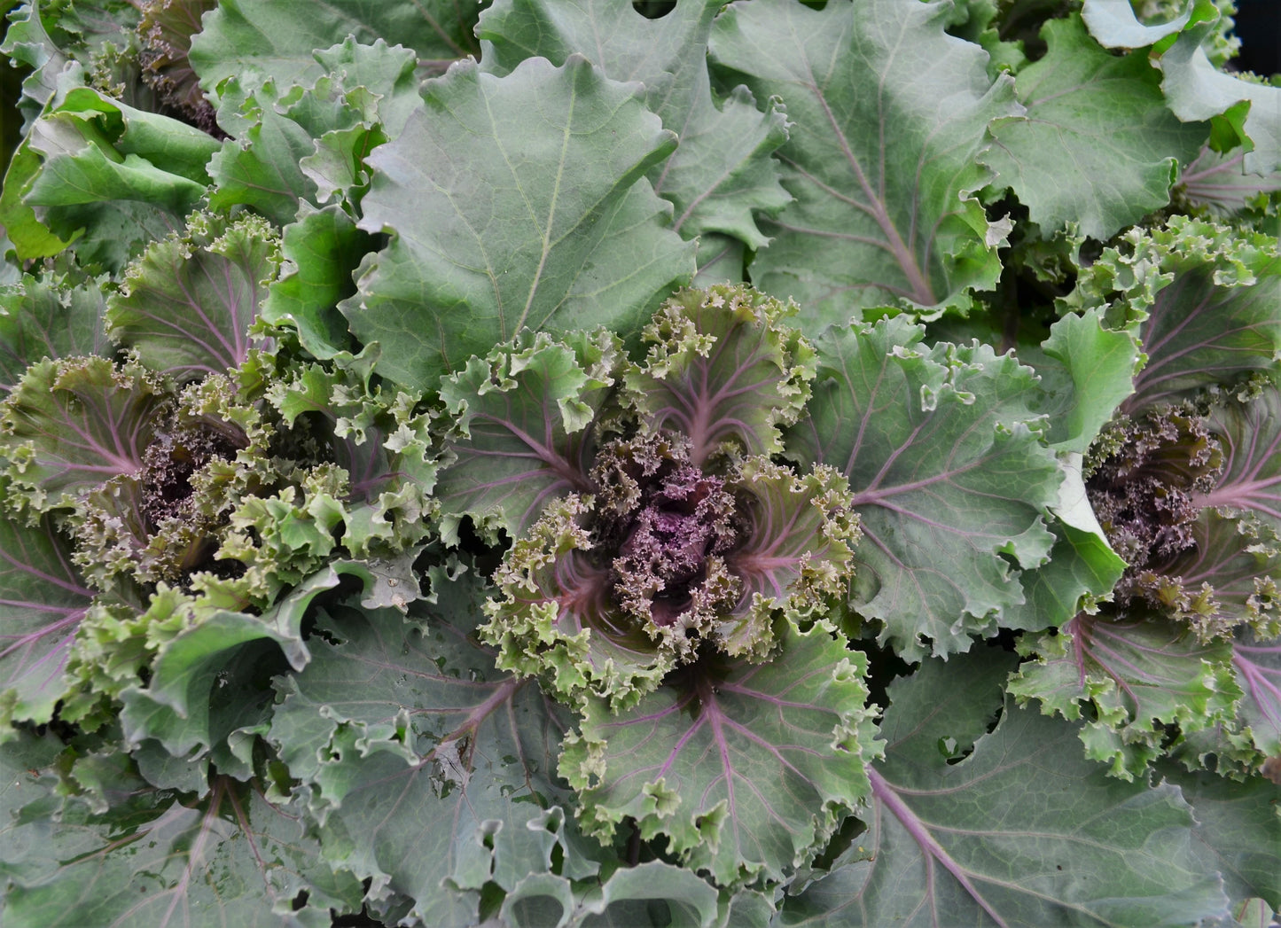 Kale Nagoya Rose - View 18 from www redcrocus com