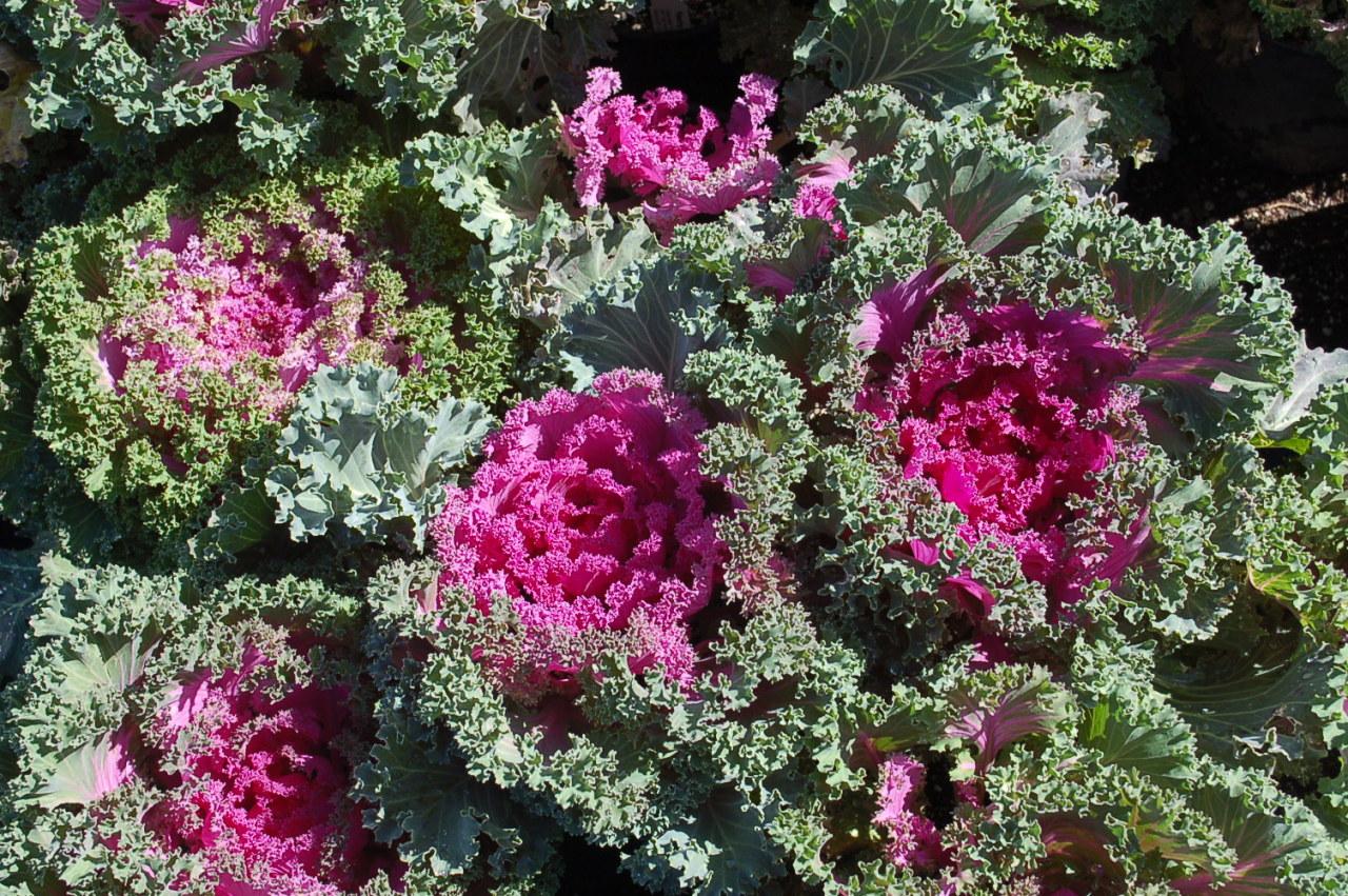 Kale Nagoya Rose - View 2 from www redcrocus com