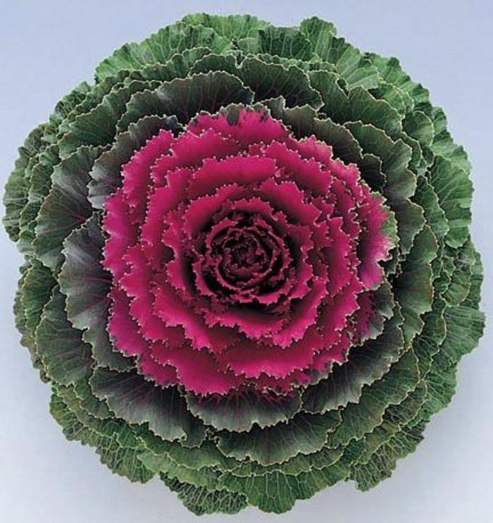 Kale Nagoya Rose - View 4 from www redcrocus com