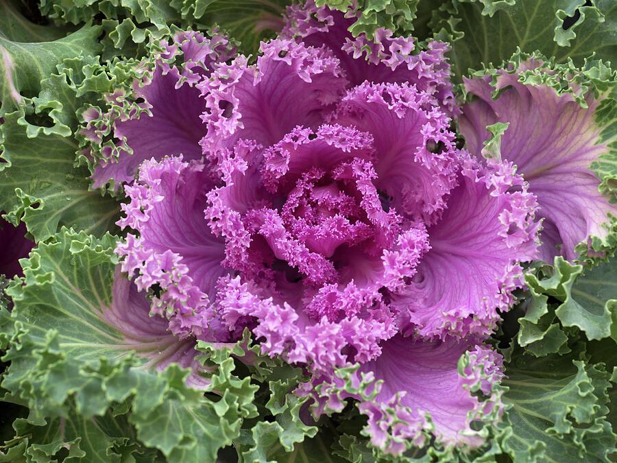 Kale Nagoya Rose - View 6 from www redcrocus com