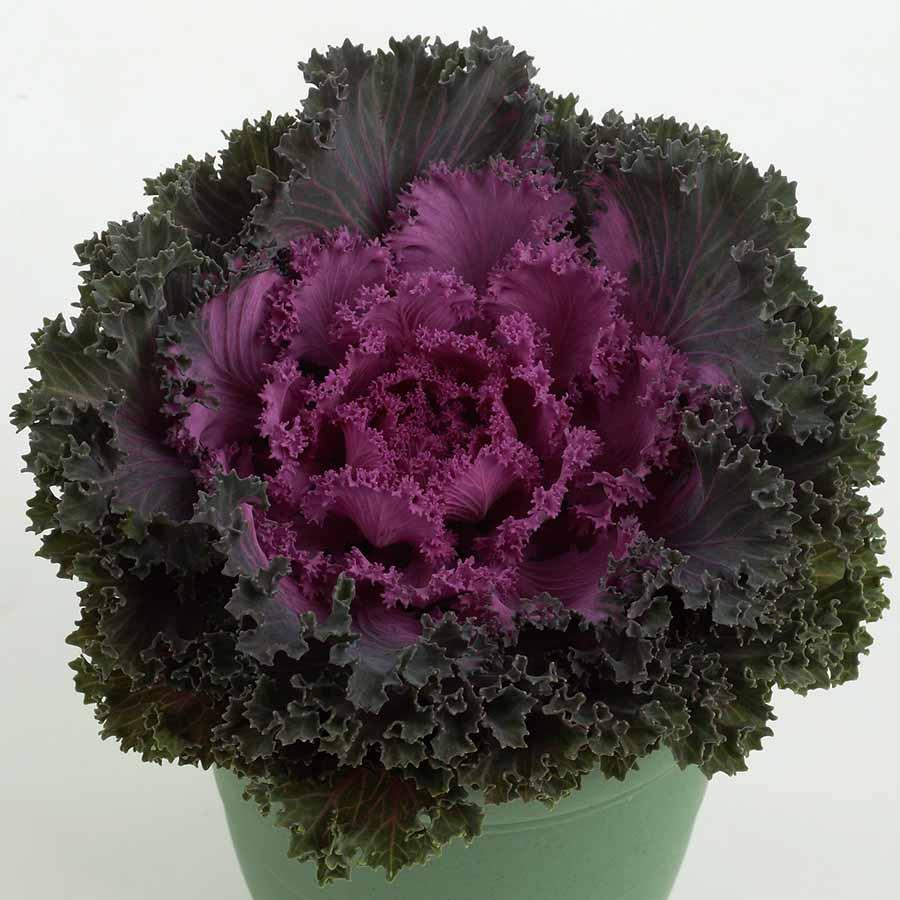 Kale Nagoya Rose - View 7 from www redcrocus com