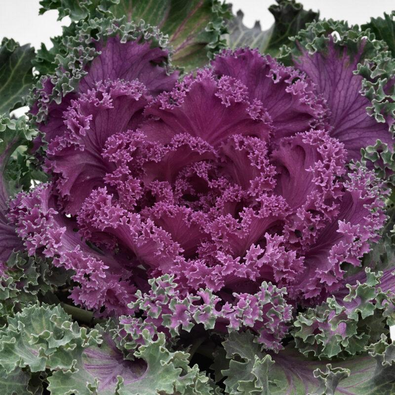 Kale Nagoya Rose - View 9 from www redcrocus com