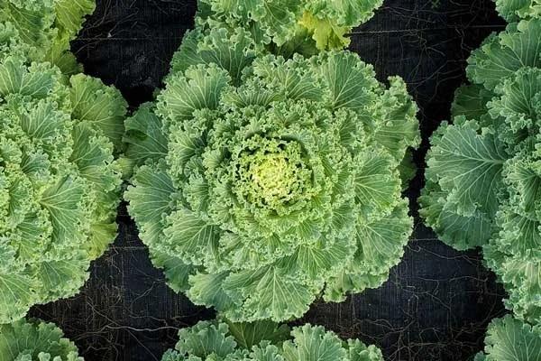 Kale Nagoya White - View 10 from www redcrocus com