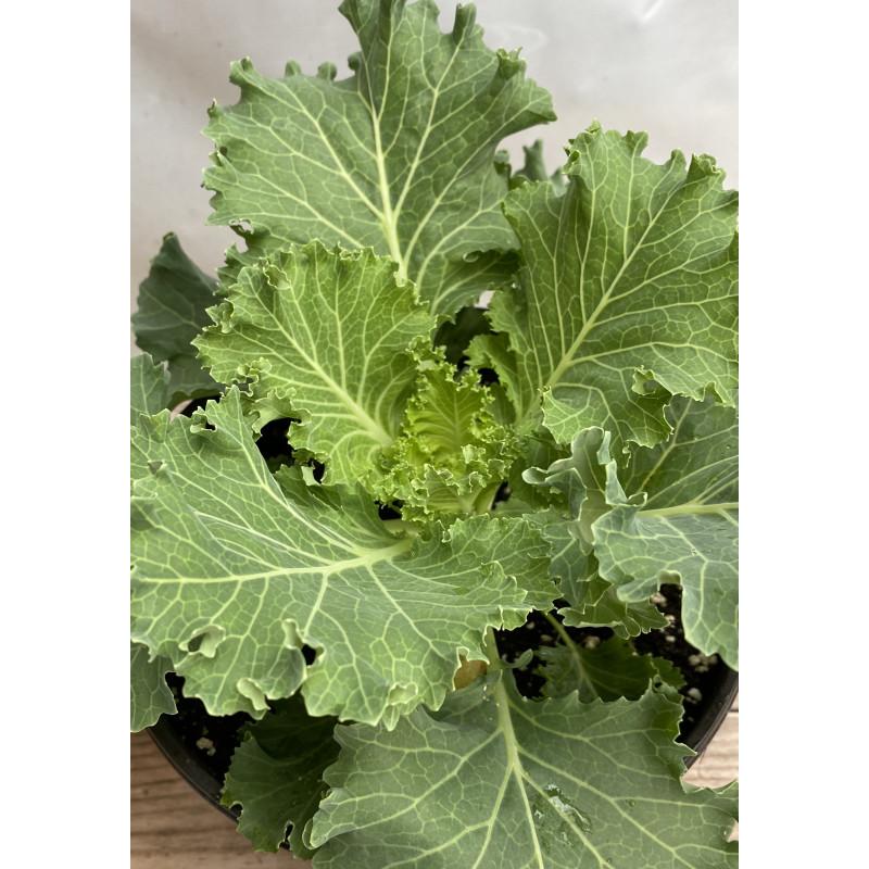 Kale Nagoya White - View 11 from www redcrocus com