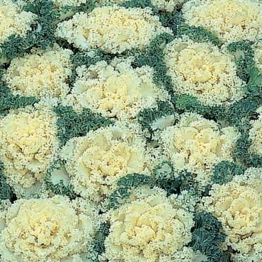 Kale Nagoya White - View 12 from www redcrocus com