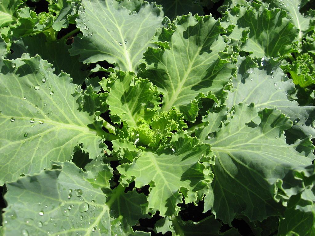 Kale Nagoya White - View 13 from www redcrocus com