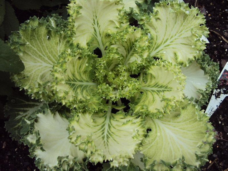 Kale Nagoya White - View 14 from www redcrocus com