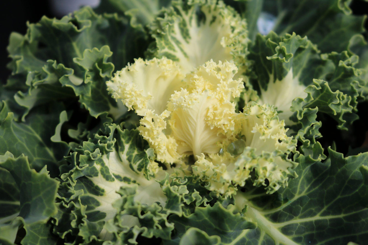 Kale Nagoya White - View 15 from www redcrocus com