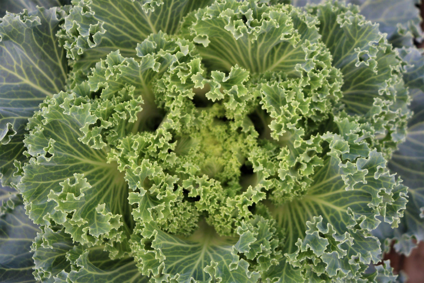 Kale Nagoya White - View 16 from www redcrocus com