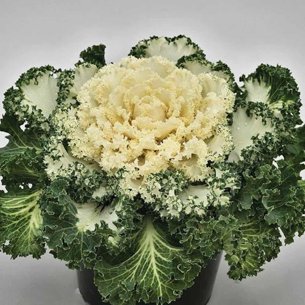 Kale Nagoya White - View 1 from www redcrocus com