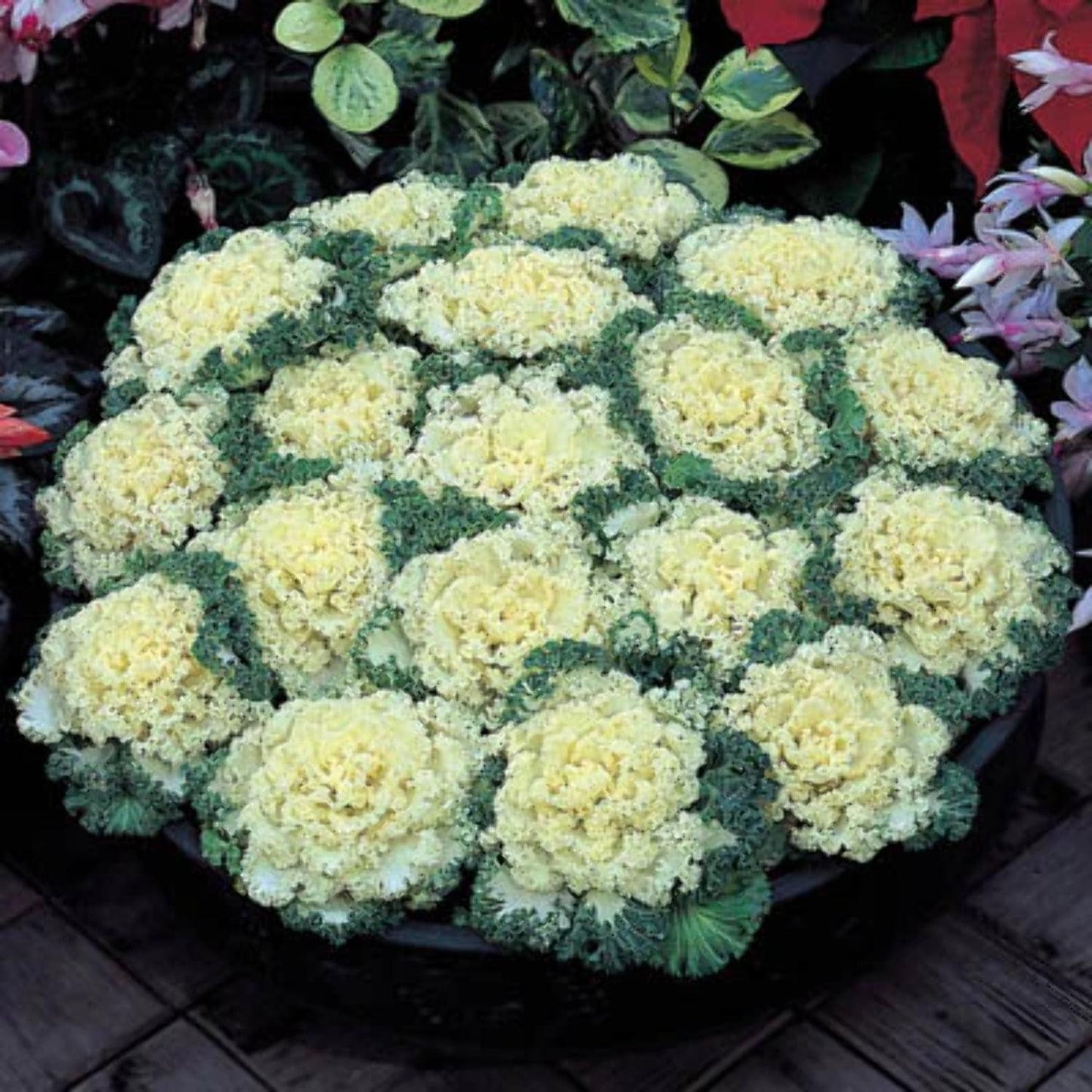 Kale Nagoya White - View 2 from www redcrocus com