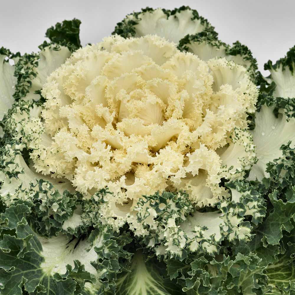 Kale Nagoya White - View 3 from www redcrocus com