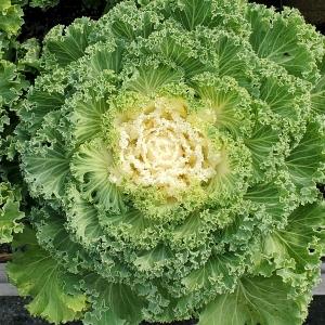 Kale Nagoya White - View 4 from www redcrocus com