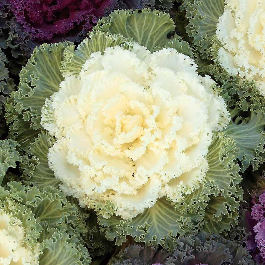 Kale Nagoya White - View 5 from www redcrocus com
