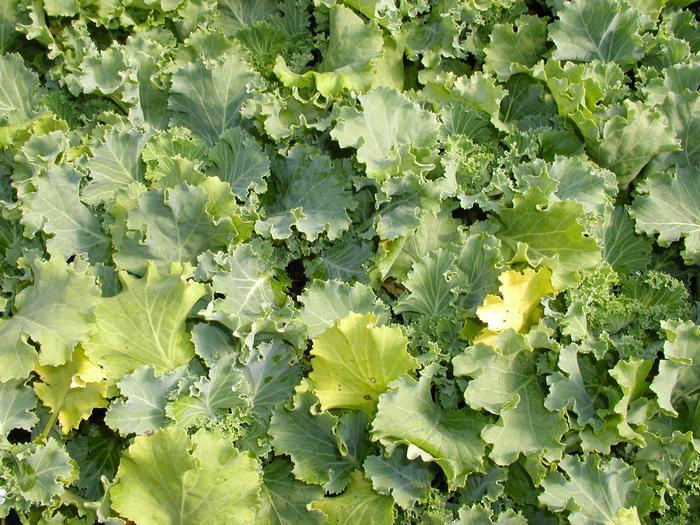 Kale Nagoya White - View 7 from www redcrocus com