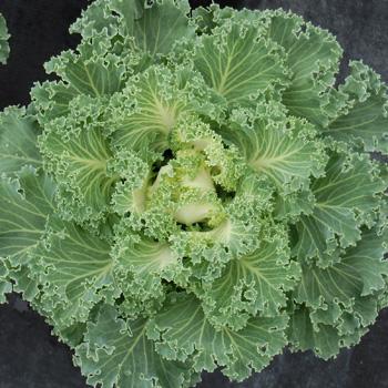 Kale Nagoya White - View 8 from www redcrocus com
