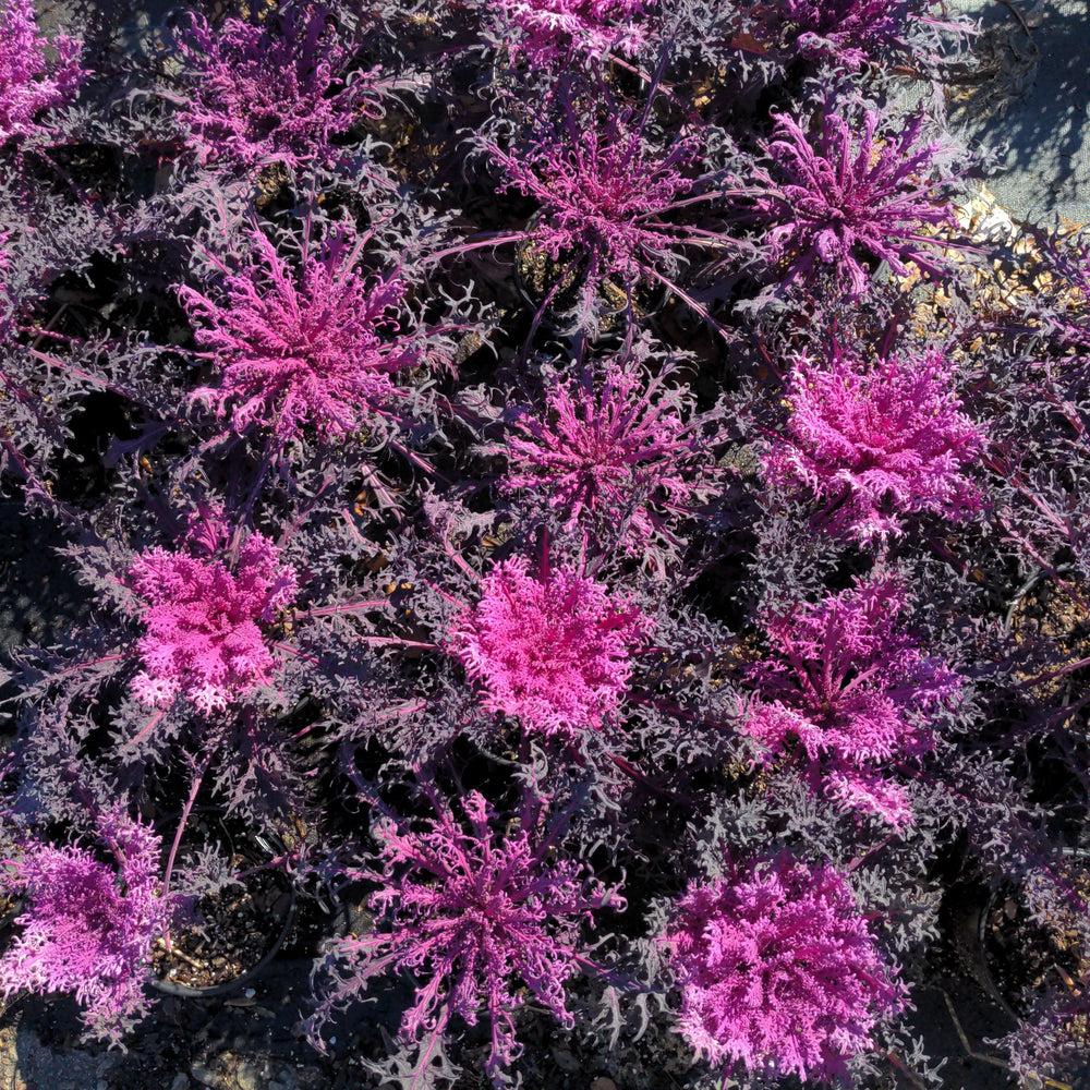 Kale Peacock Red - View 10 from www redcrocus com