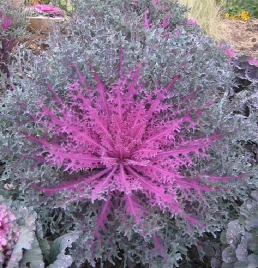 Kale Peacock Red - View 11 from www redcrocus com