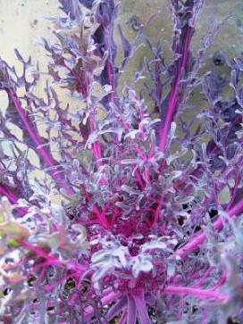 Kale Peacock Red - View 13 from www redcrocus com