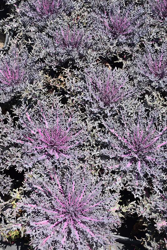 Kale Peacock Red - View 14 from www redcrocus com