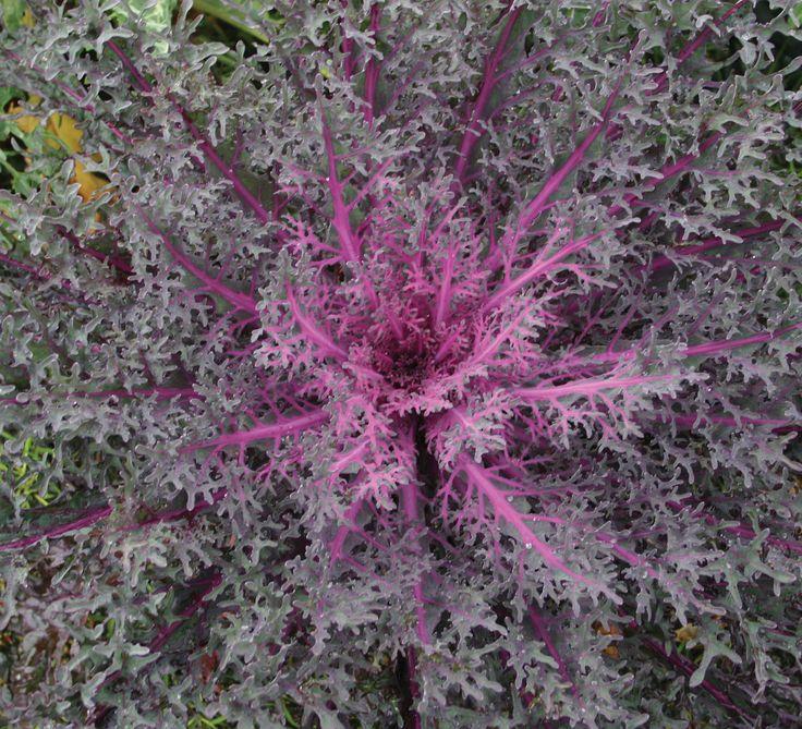 Kale Peacock Red - View 16 from www redcrocus com