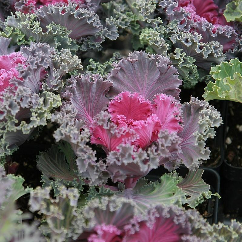 Kale Peacock Red - View 17 from www redcrocus com