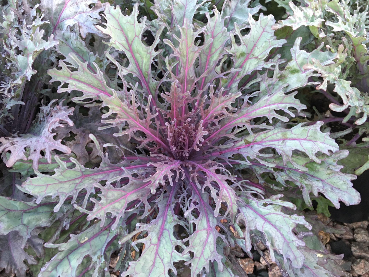 Kale Peacock Red - View 18 from www redcrocus com