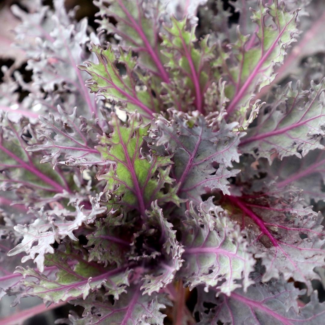 Kale Peacock Red - View 2 from www redcrocus com