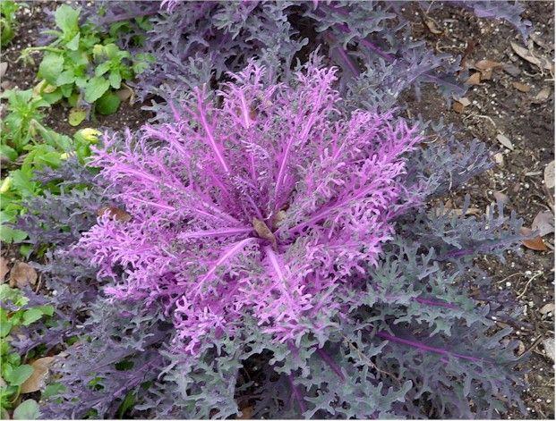 Kale Peacock Red - View 3 from www redcrocus com