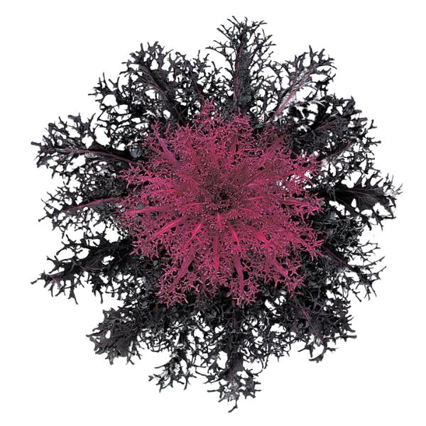 Kale Peacock Red - View 4 from www redcrocus com