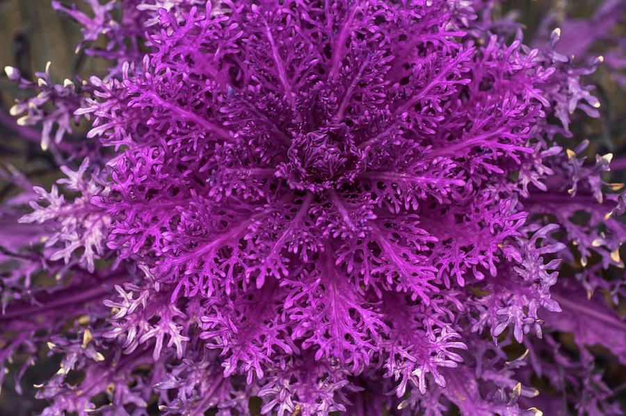 Kale Peacock Red - View 5 from www redcrocus com