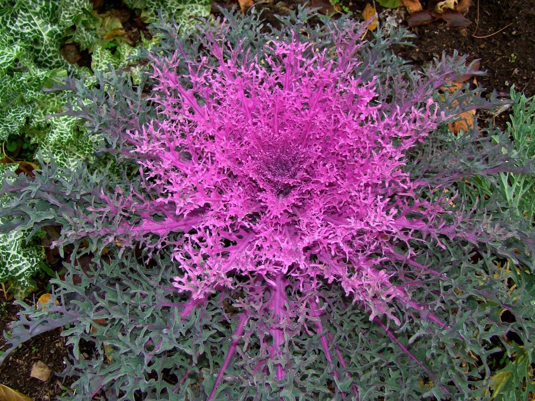 Kale Peacock Red - View 6 from www redcrocus com