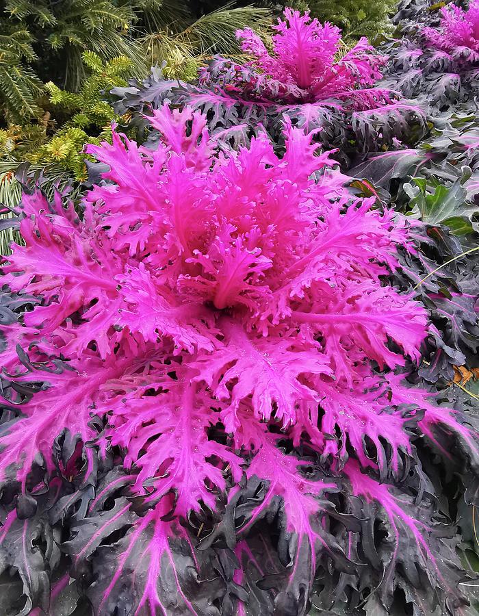 Kale Peacock Red - View 9 from www redcrocus com
