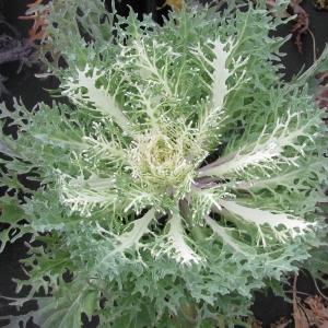 Kale Peacock White - View 10 from www redcrocus com