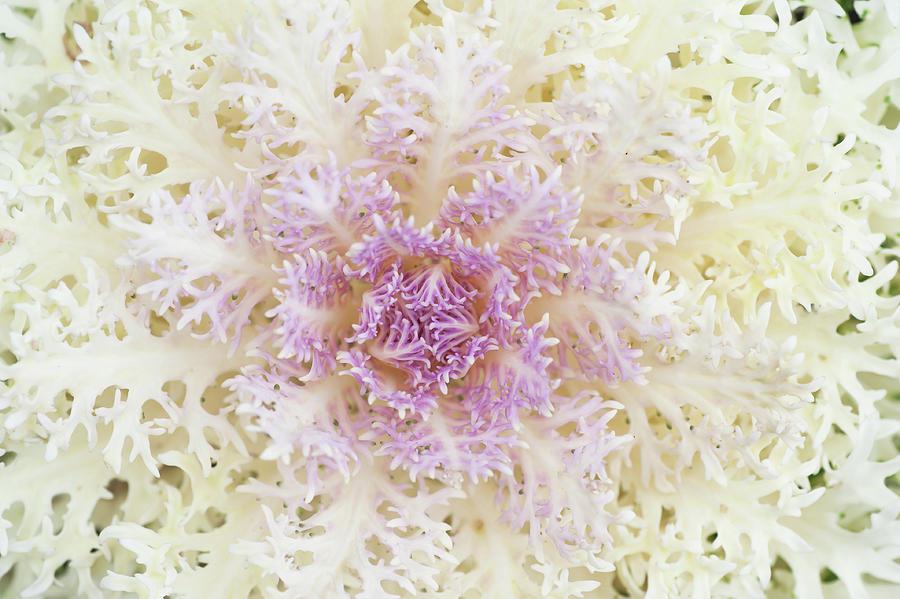 Kale Peacock White - View 11 from www redcrocus com