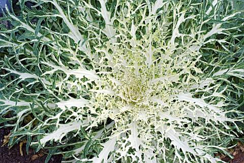 Kale Peacock White - View 12 from www redcrocus com