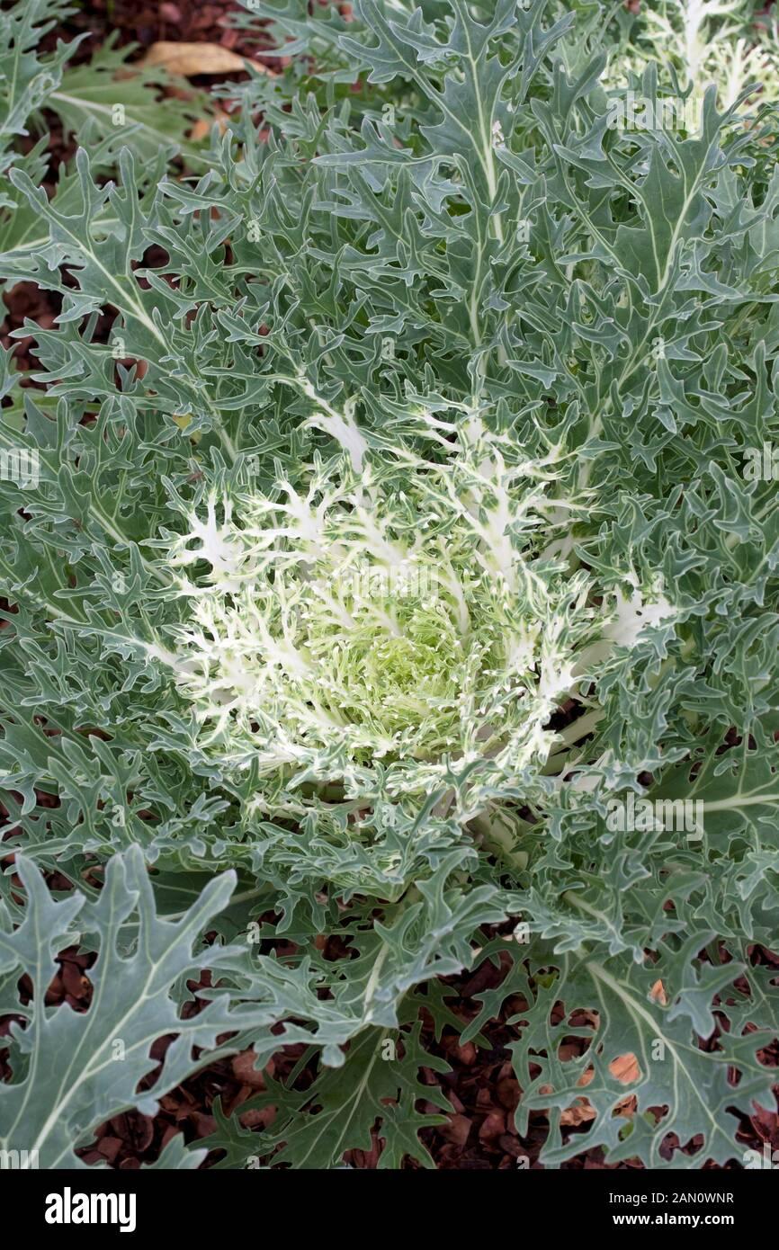 Kale Peacock White - View 14 from www redcrocus com
