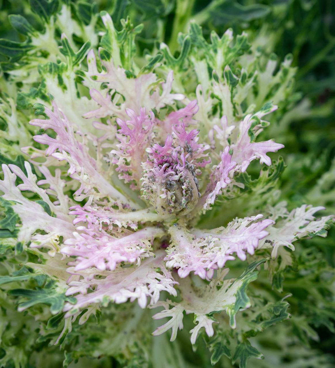 Kale Peacock White - View 15 from www redcrocus com