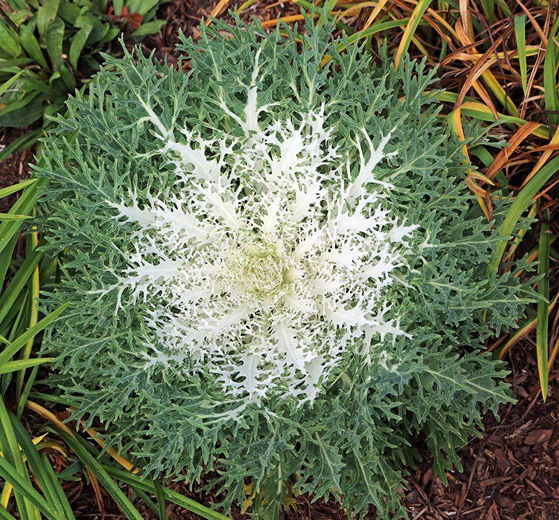 Kale Peacock White - View 1 from www redcrocus com