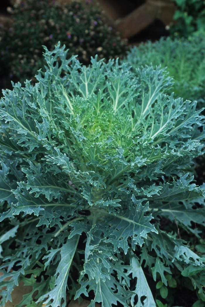 Kale Peacock White - View 2 from www redcrocus com