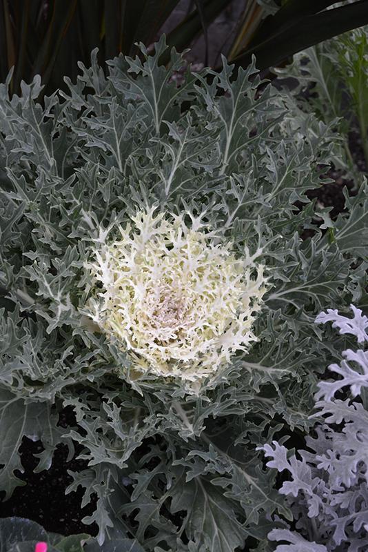 Kale Peacock White - View 3 from www redcrocus com