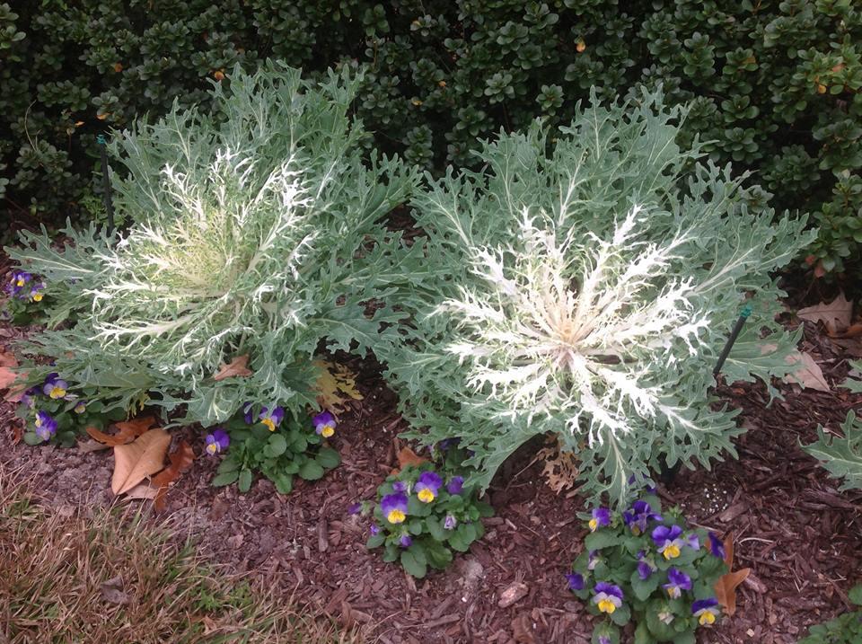 Kale Peacock White - View 4 from www redcrocus com
