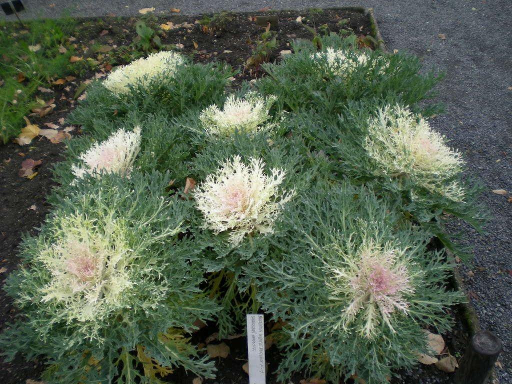 Kale Peacock White - View 5 from www redcrocus com